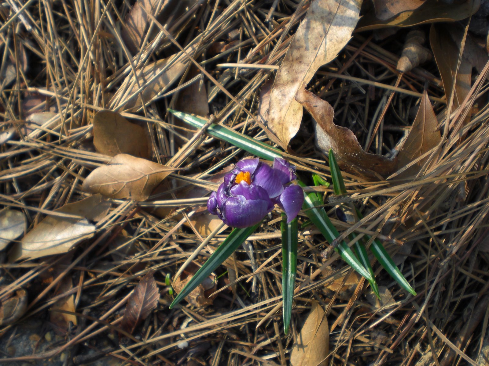 [purple+crocus.JPG]