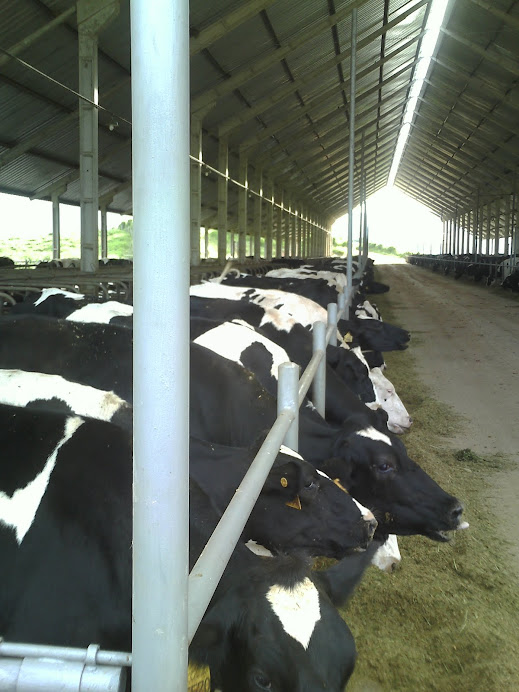 “O gado emite metano, outro gás do efeito estufa”,