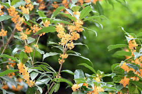 鼬 狸の里通信 山のあけび