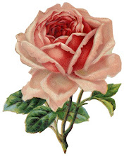 pink rose