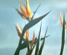 Bird of Paradise