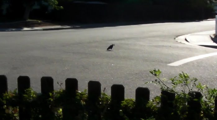 [crow+in+street.jpg]