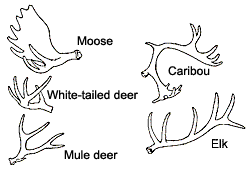 [deer+antlers.gif]