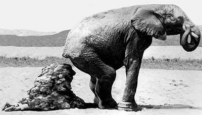 [Elefante.bmp]