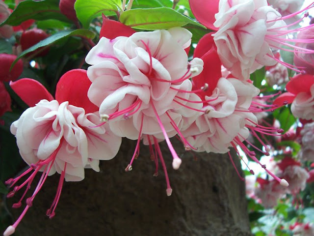 Another gorgeous fuschia specimen Another gorgeous fuschia specimen