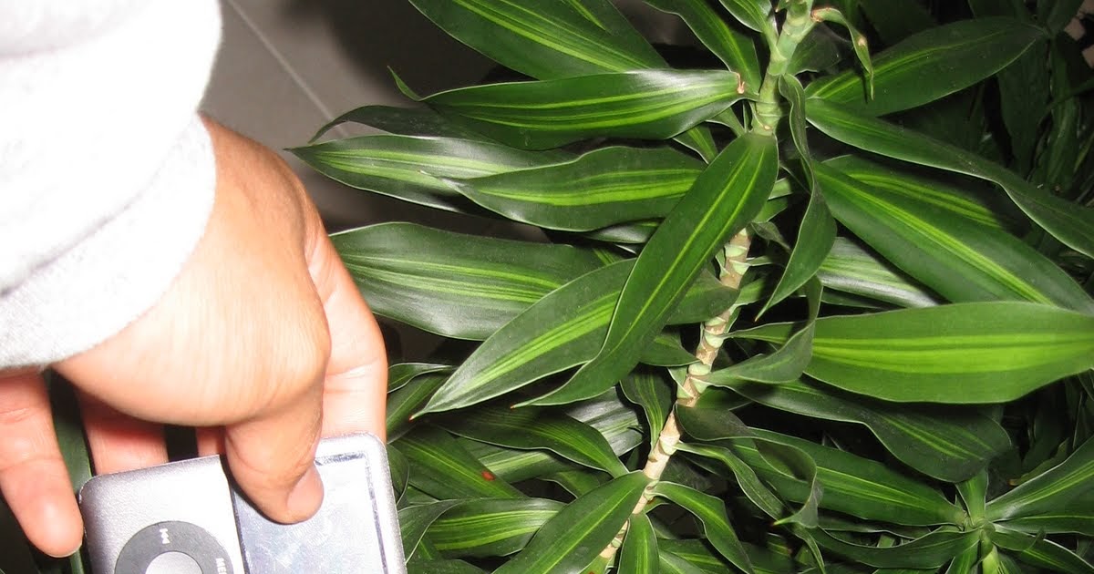 Tom�s Blog Cuticle layer of a plant