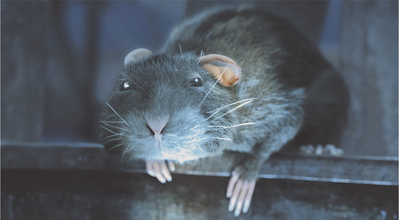 Animated Rat Running