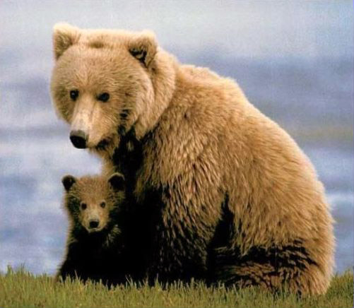 Mama and baby bear