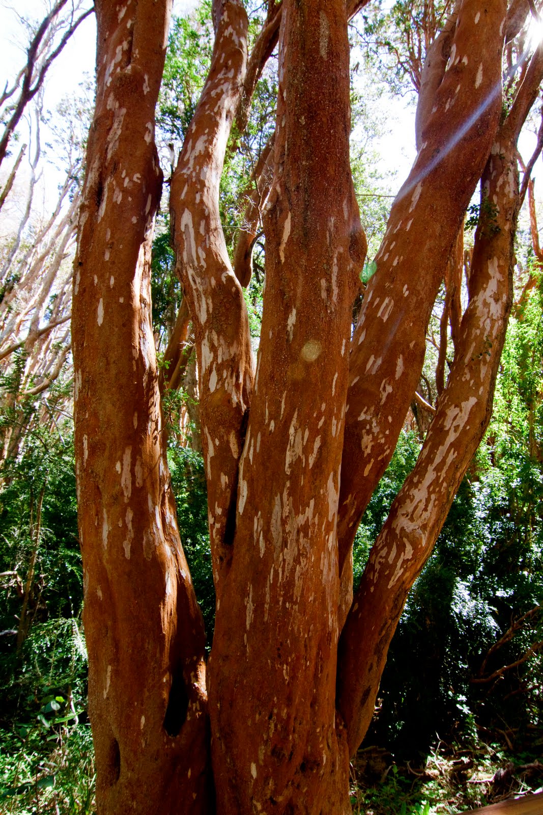 arbusto paliza arbusto paliza