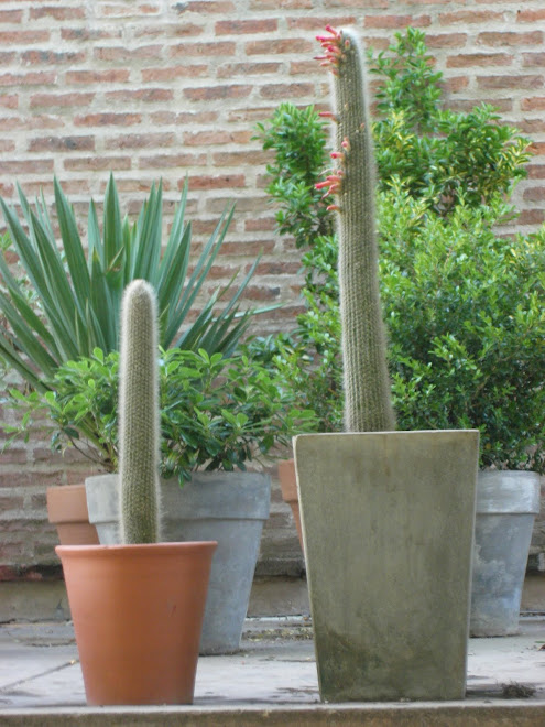 Cleitocactus Azerensis 35 y 50 cm de largo