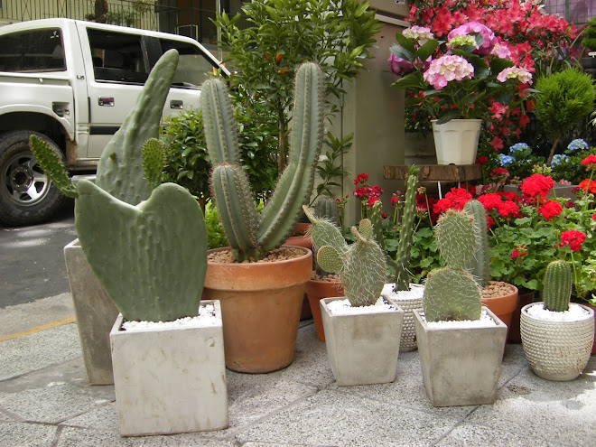 Conjunto de cactus