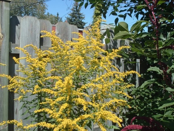 Wild Flowers List Canadian Goldenrod