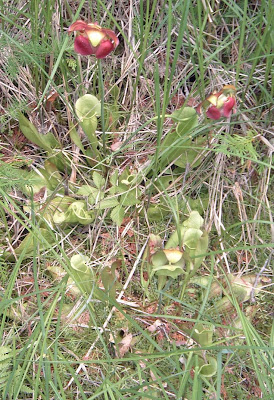 [Photo: Sarracenia purpurea.]