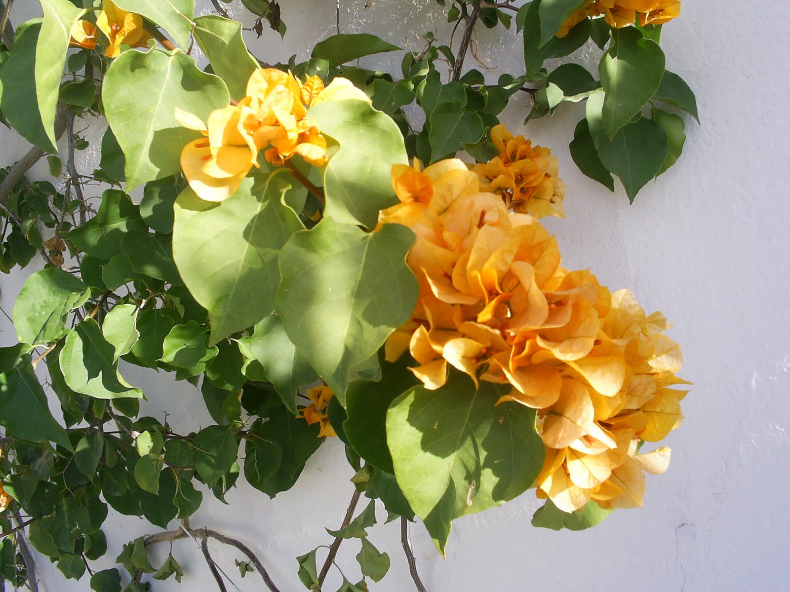 [Flor+1.JPG]