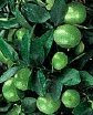 Mini Lime Fruit Trees Dwarf Limes Fruits Tree Citrus Garden Indoor Potted Miniature