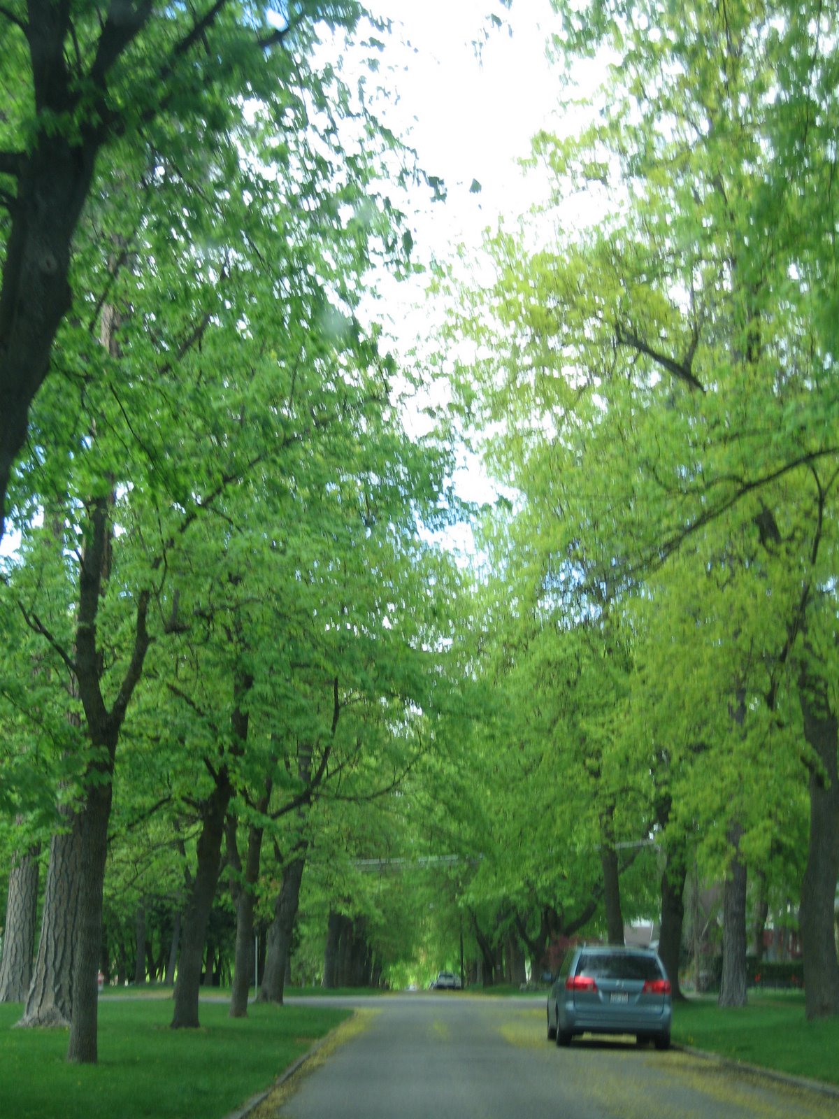 [tree+church+012.JPG]