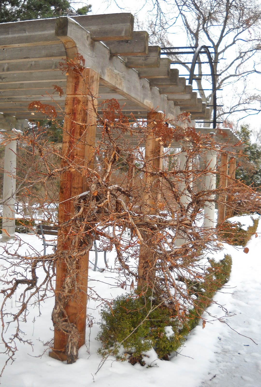 Garden Photo Of The Day 07 01 2014 08 01 2014