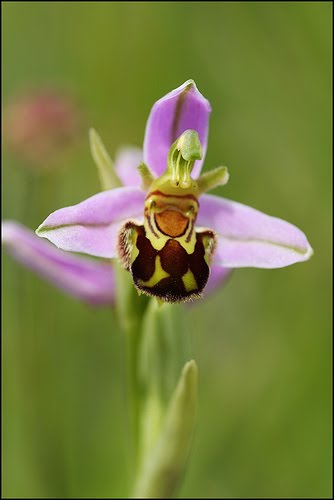 [ophrys+apifera.jpg]