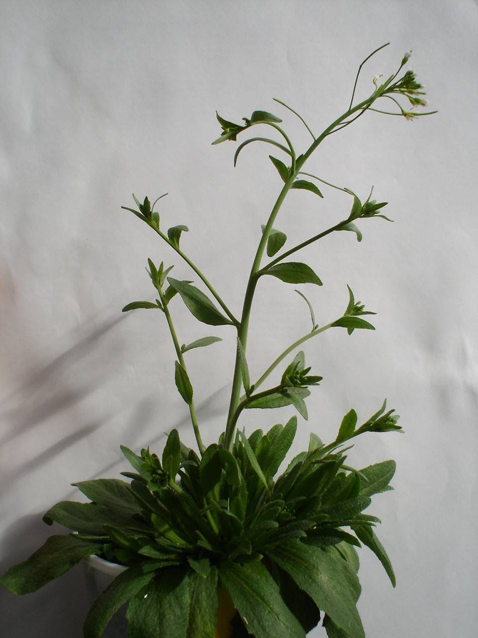 ESTIMULO PLANTA estimulo planta: