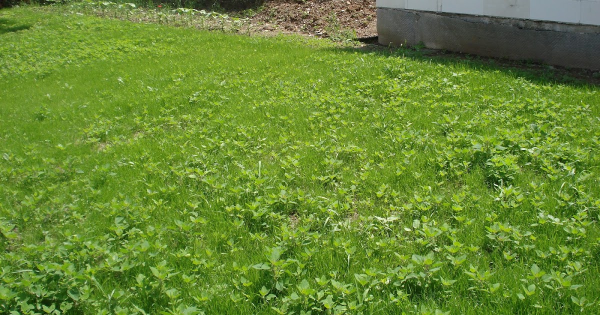 Bauen mit den Brachats Erst Unkrautwiese und nun langsam Rasen