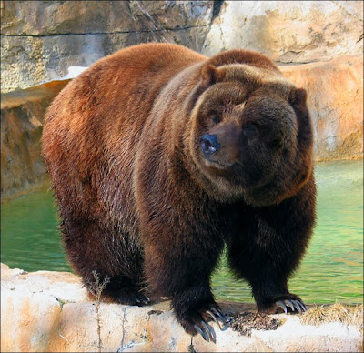 Bear