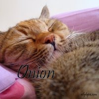 onion