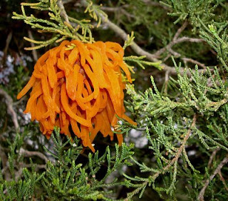 cedar apple rust