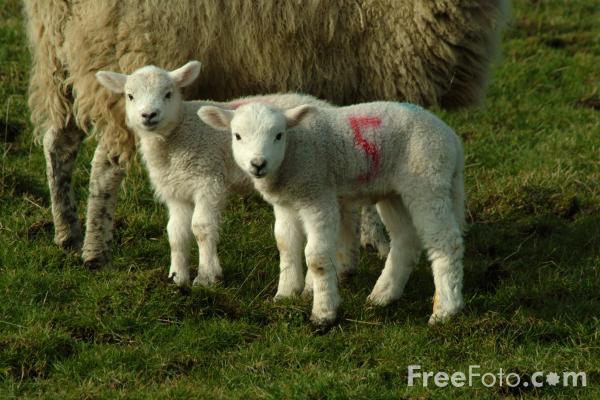 [07_48_1---New-Born-Lambs--Ingoe--Northumberland_web.jpg]