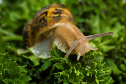 Fidgety Fingers Which Garden Snail Is Edible