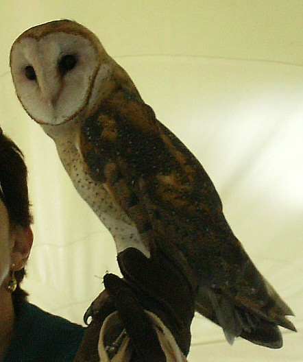 Trillium Fae S Nature Blog Birds Of Prey Show