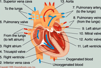 HUMAN HEART SECTION