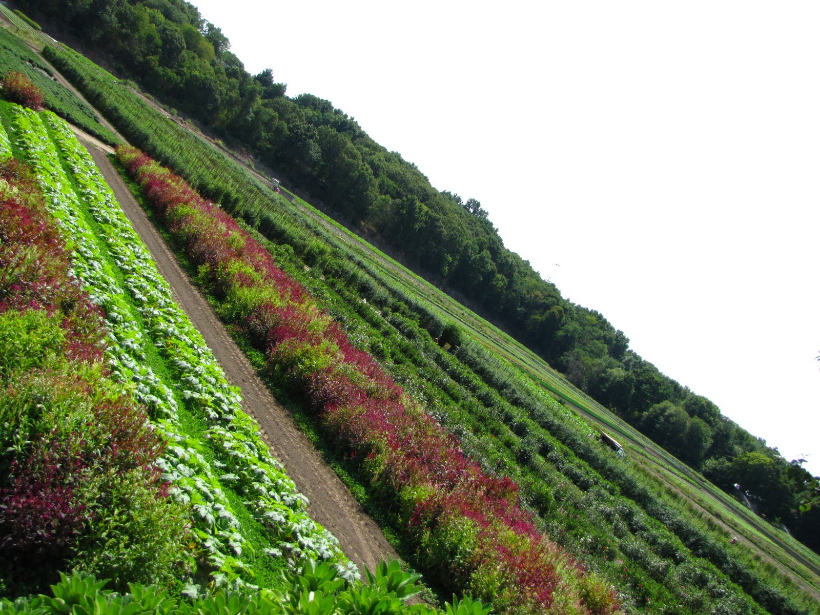 A Boston Food Diary Locally Featured Wilson Farm, Lexington, MA