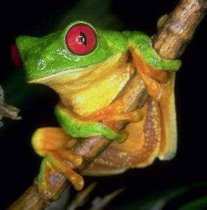 Ciencias Naturales; Los Seres Vivos: FOTOS * Reino Animal * Vertebrados