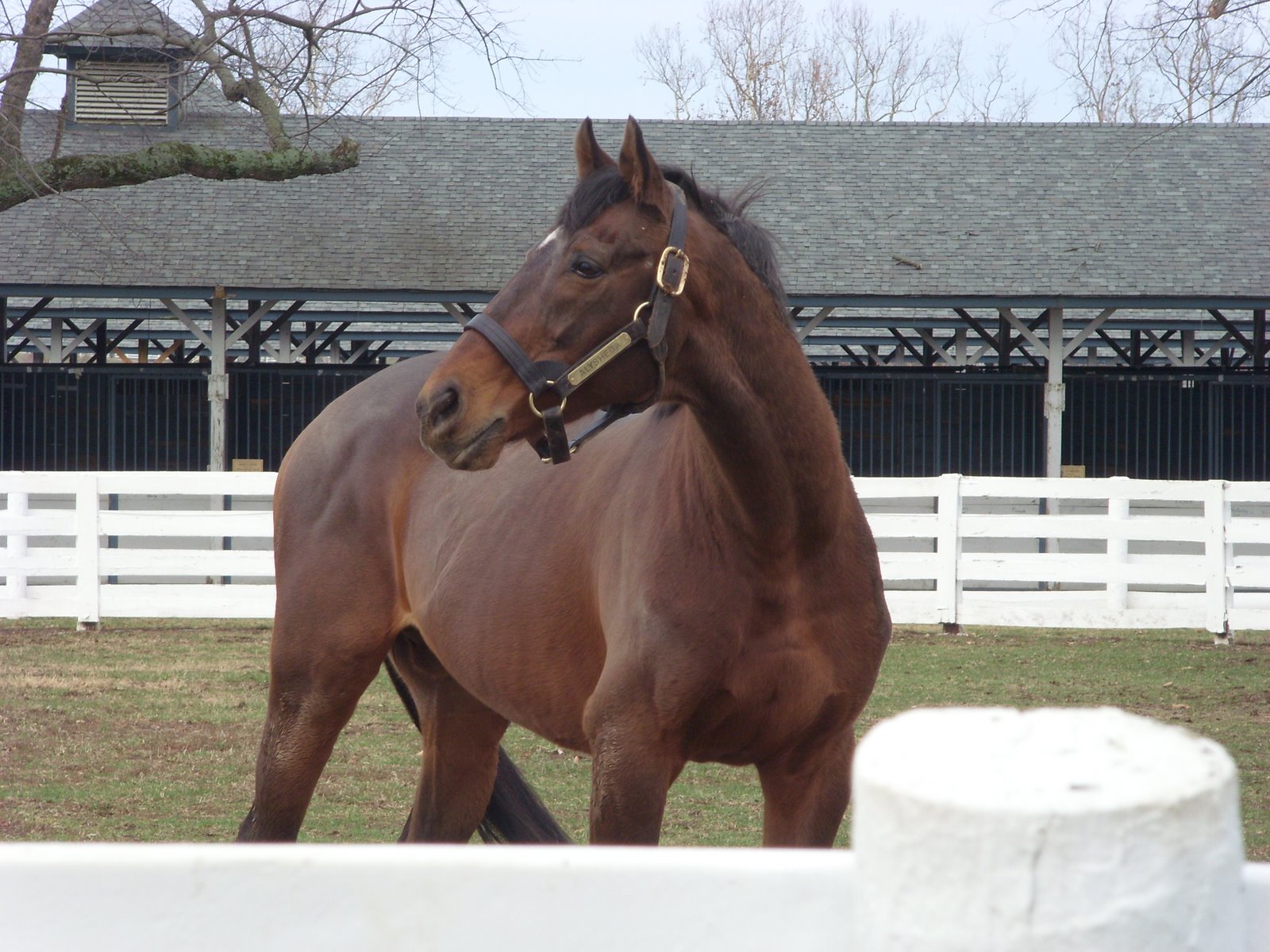 [Alysheba.JPG]