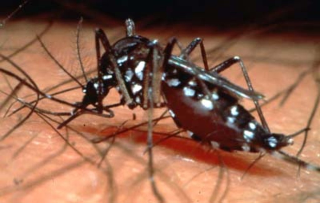 Dengue: Baatein Nahi Amali Iqdamat Ki Zaroorat Editorial By Express dengue fever on the fever Dengue: Baatein Nahi Amali Iqdamat Ki Zaroorat Editorial By Express