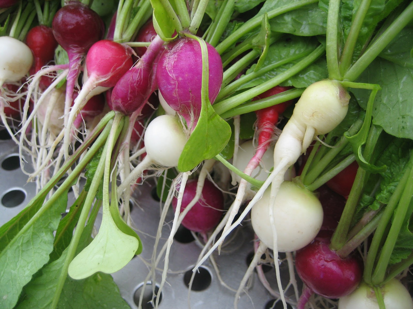 Have You Ever Picked A Carrot? Carrot vs Radish Round 3 Where Have