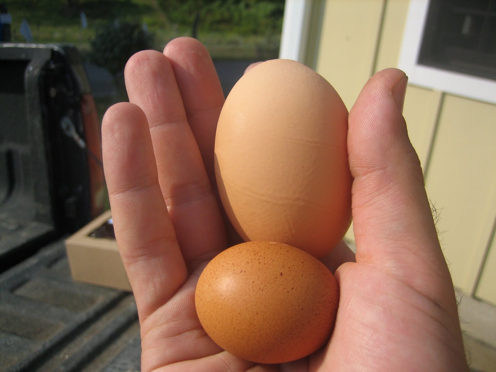 What Do Raw Eggs Taste Like