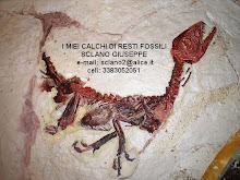 I MIEI CALCHI DI RESTI FOSSILI