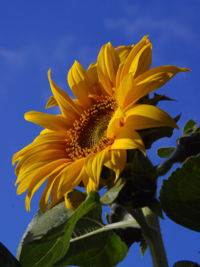 [200px-Helianthus_annuus_exposed_2004-05-22.jpg]