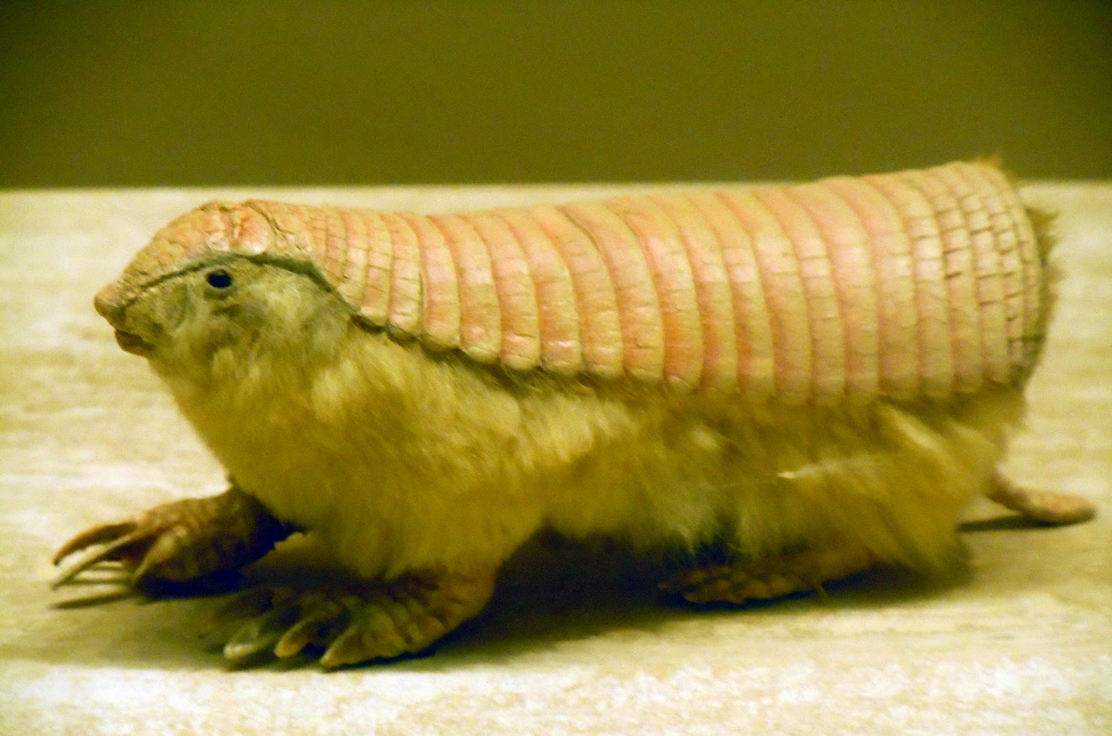 Fairy Pink Armadillo