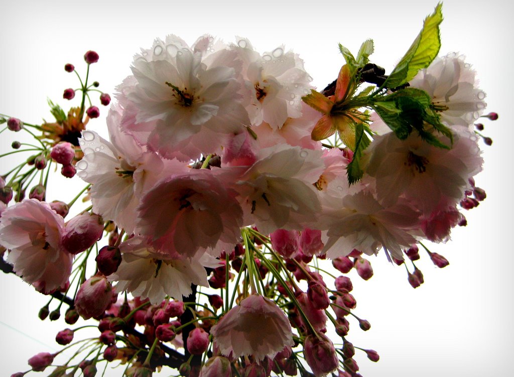 [Cherry+Blossoms.jpg]