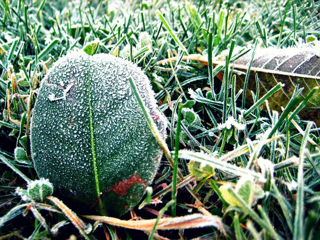 [frost#2.jpg]
