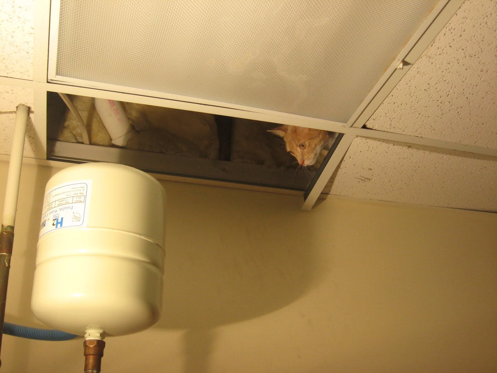 A Vet S Guide To Life Ceiling Critter