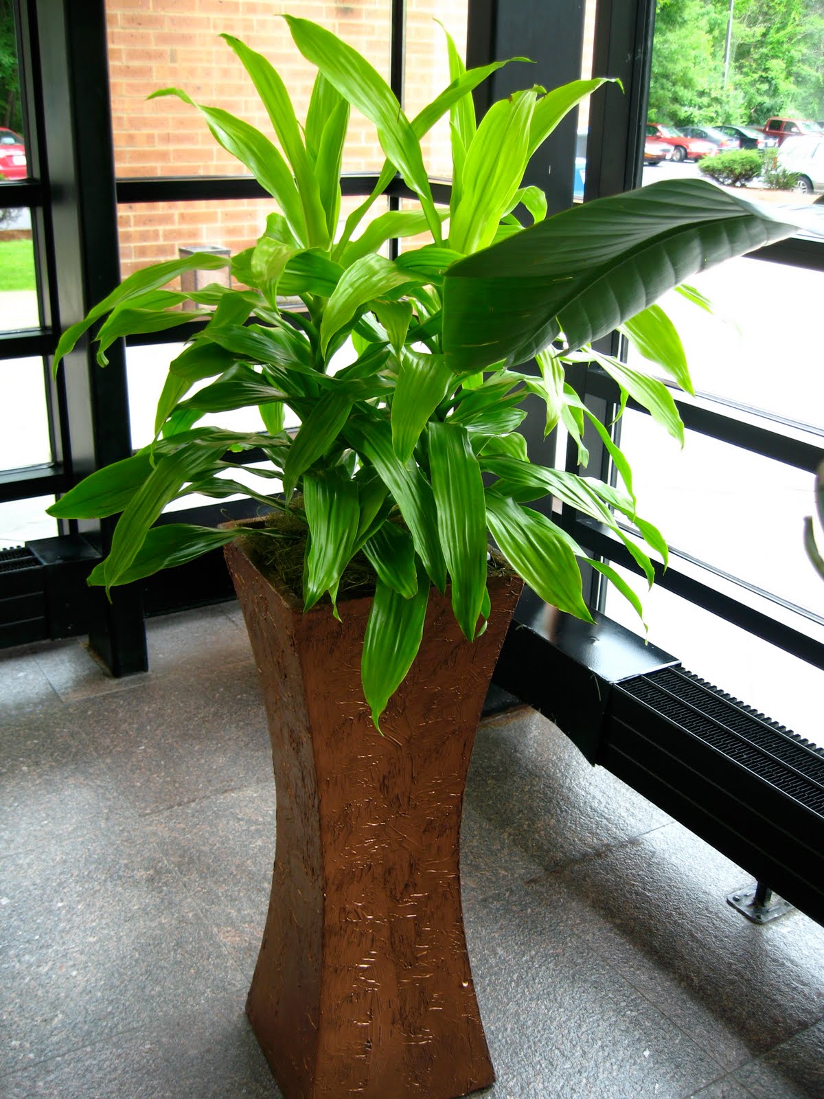 PDI Plants Blog How do your indoor office plants grow?
