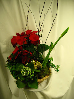 poinsettias; amyrilis;english ivy; interior office care; interior office design;