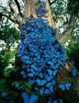 beautiful blue butterfly