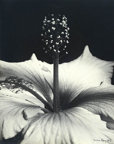 [Man+Ray+-+Hibiscus+blossing.jpg]