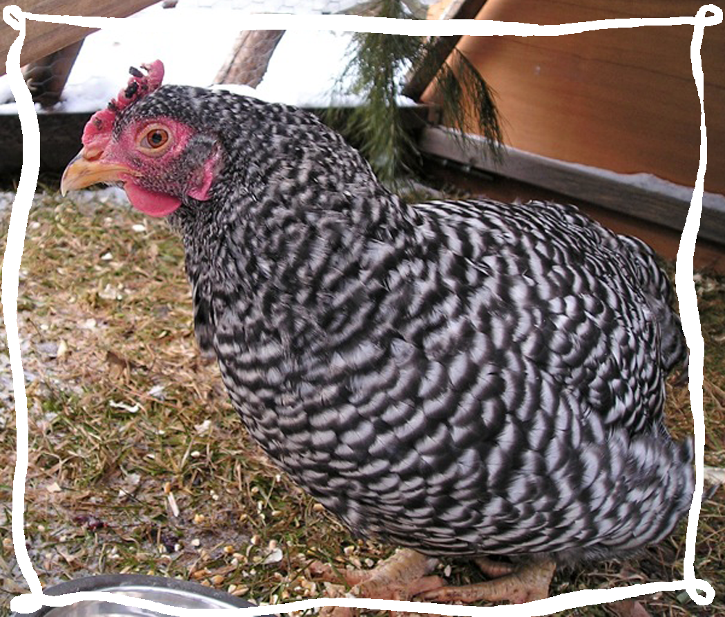 Scratch and Peck PIGEON THE CHICKEN