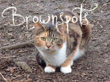 Brownspots of BriarClan