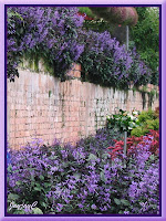 Plectranthus 'Mona Lavender' at the Cactus Valley, Cameron Highlands